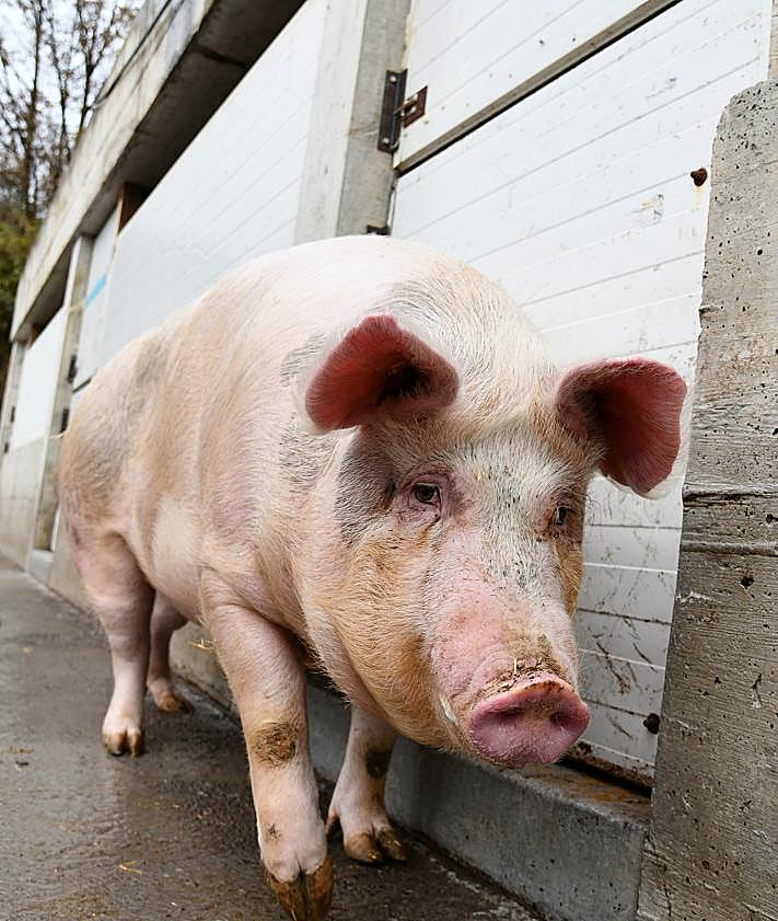 Imagen secundaria 2 - 'Poxpolin', una cerda de Santo Tomás «formal y a la que le gustan las castañas»