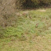 Donostia recibe la visita de una familia especial