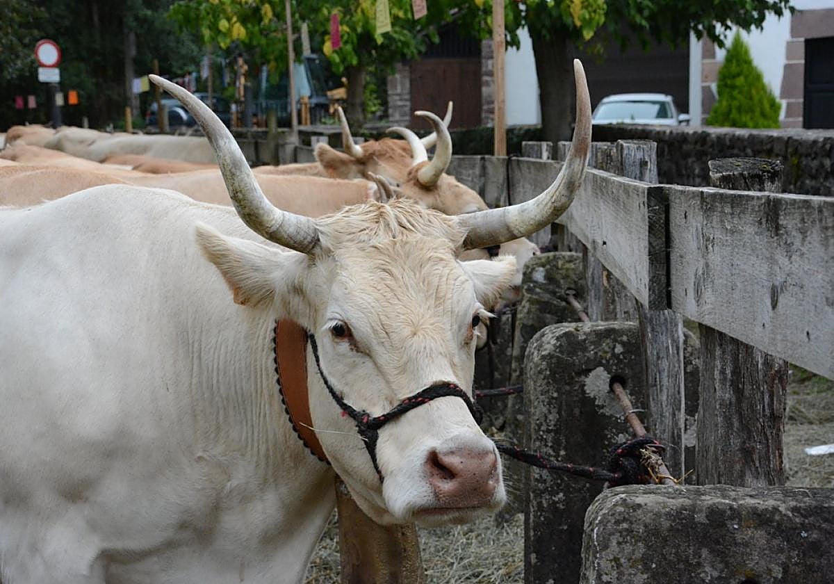 En  Navarra, los pagos que faltaban de la PAC, desde ayer.