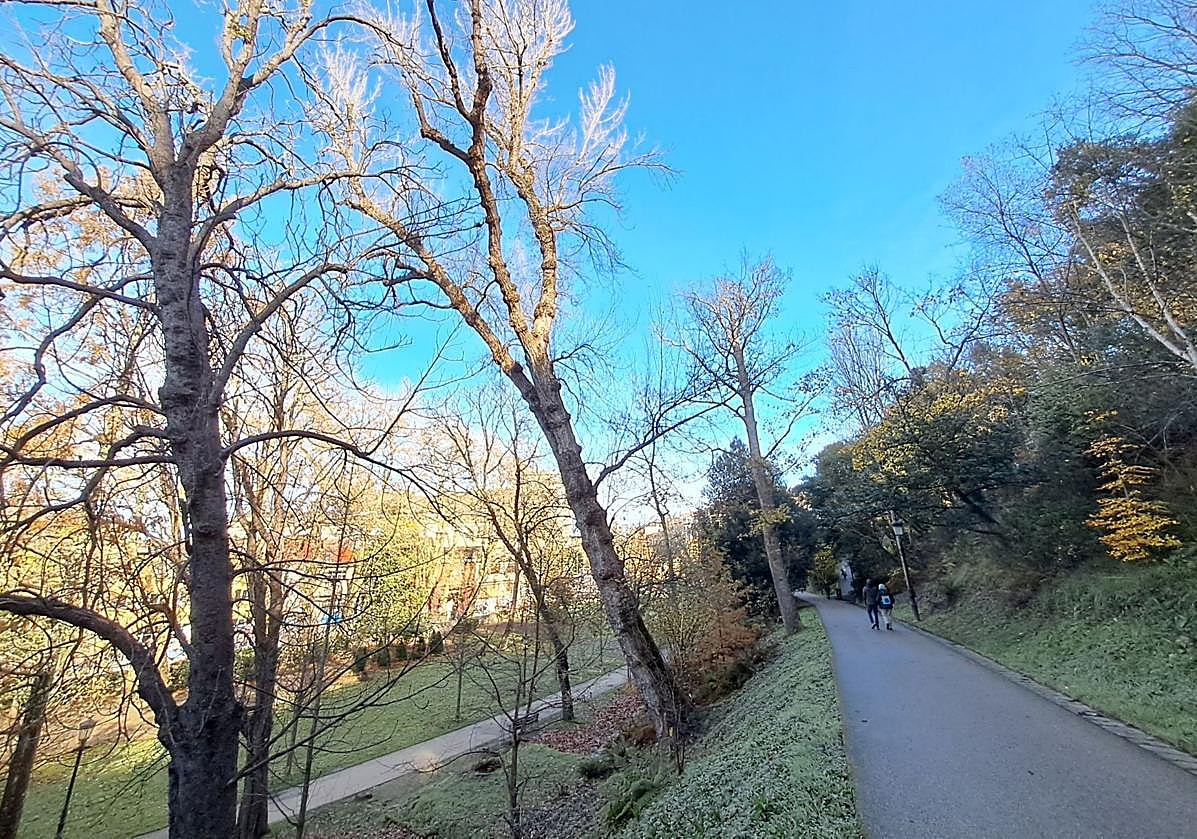 Escribe José Ramón: «Esperemos que este chopo situado en el parque Cristina Enea tenga unas raíces profundas y fuertes para sujetar y aguantar su centro de gravedad. Sería una pena pasar un día por este gran espacio natural de la ciudad y encontrarlo caído. Quiero pensar que Jardinería del Ayuntamiento lo controla».