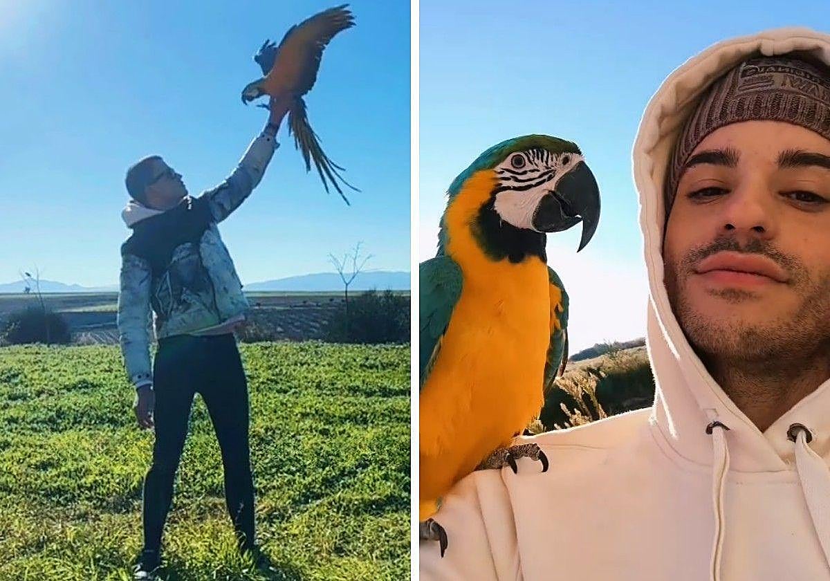 Olivia, Waka, Momo y Arisa, los guacamayos robados a un joven vasco: «Están acostumbrados a vivir en libertad»