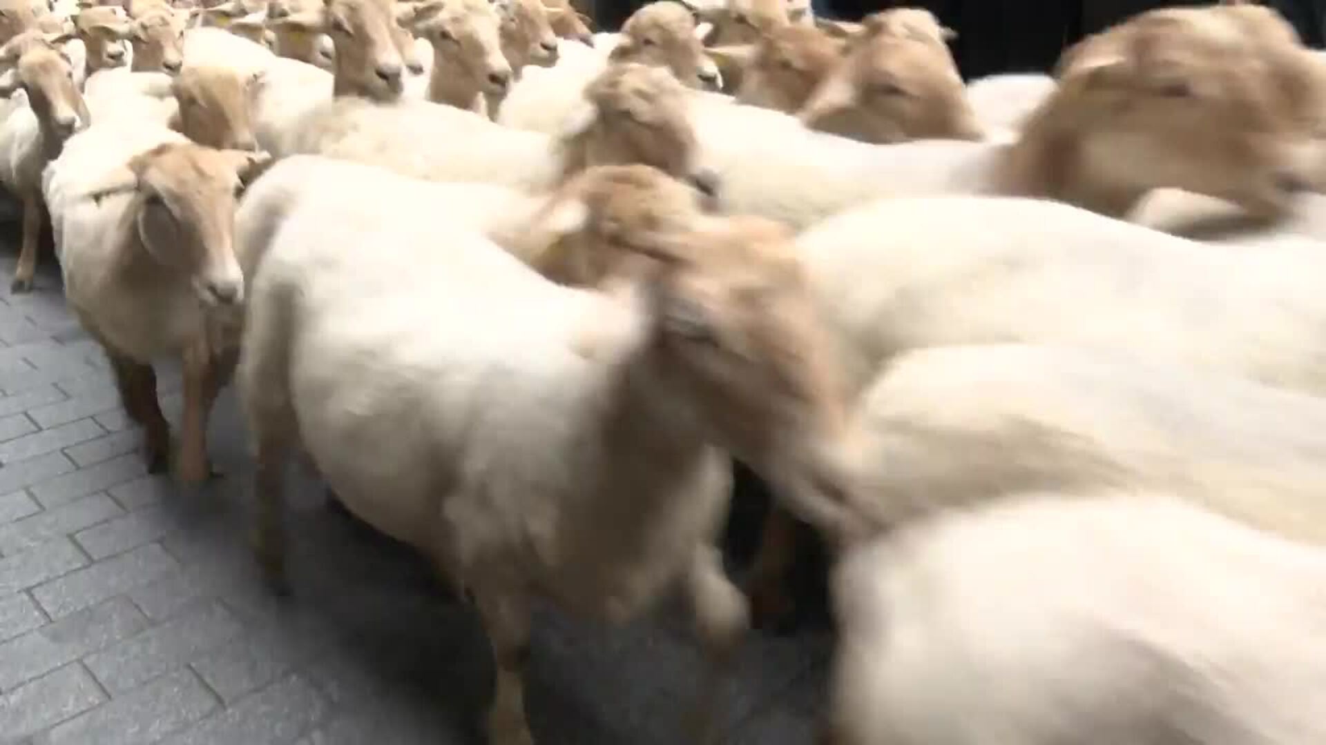 1.500 ovejas recorren el casco antiguo de Ordizia (Gipuzkoa) para reivindicar la trashumancia