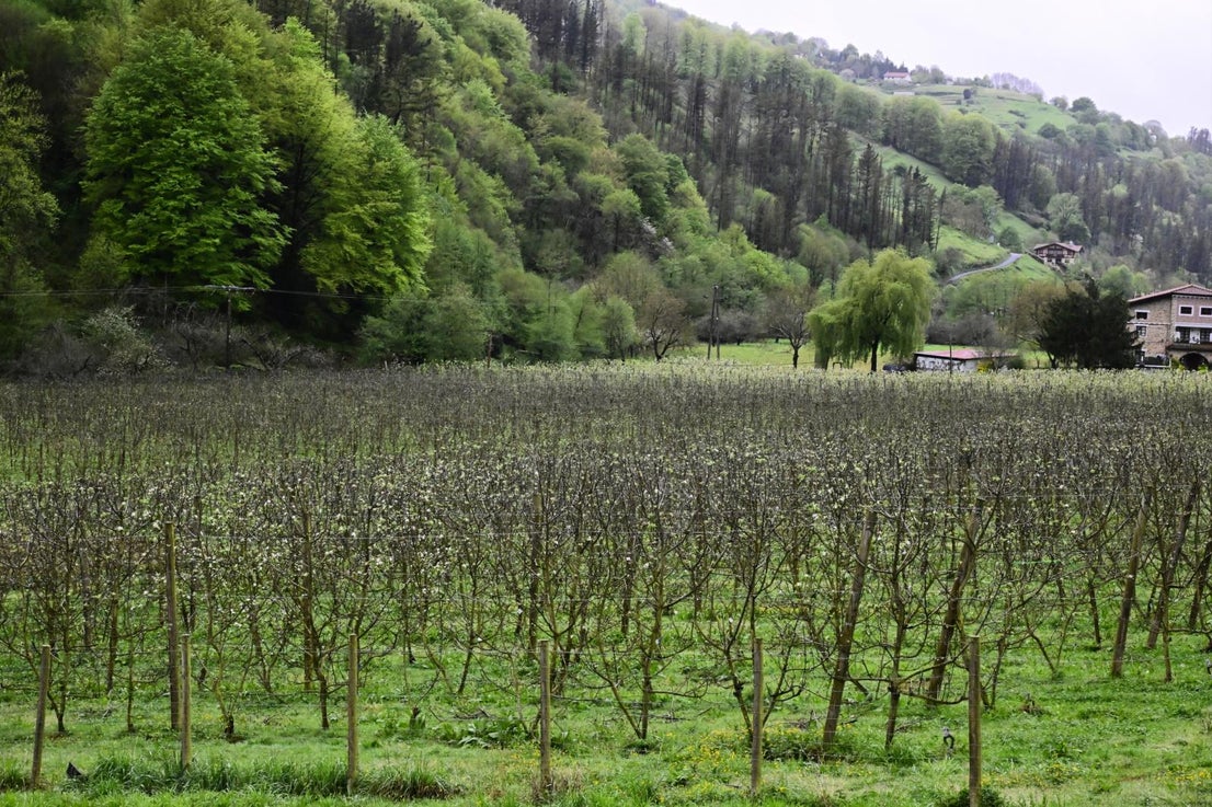 Los manzanos florecen en Errezil