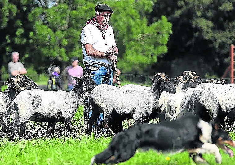Seis perros pastor compiten este domingo sobre el verde de Ibarre