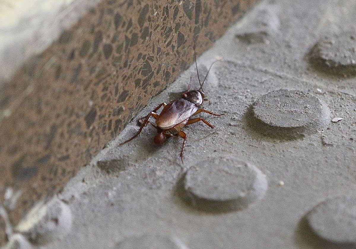 Ordenan desahuciar a dos inquilinos en San Sebastián que dejaron de pagar el alquiler por una plaga de cucarachas