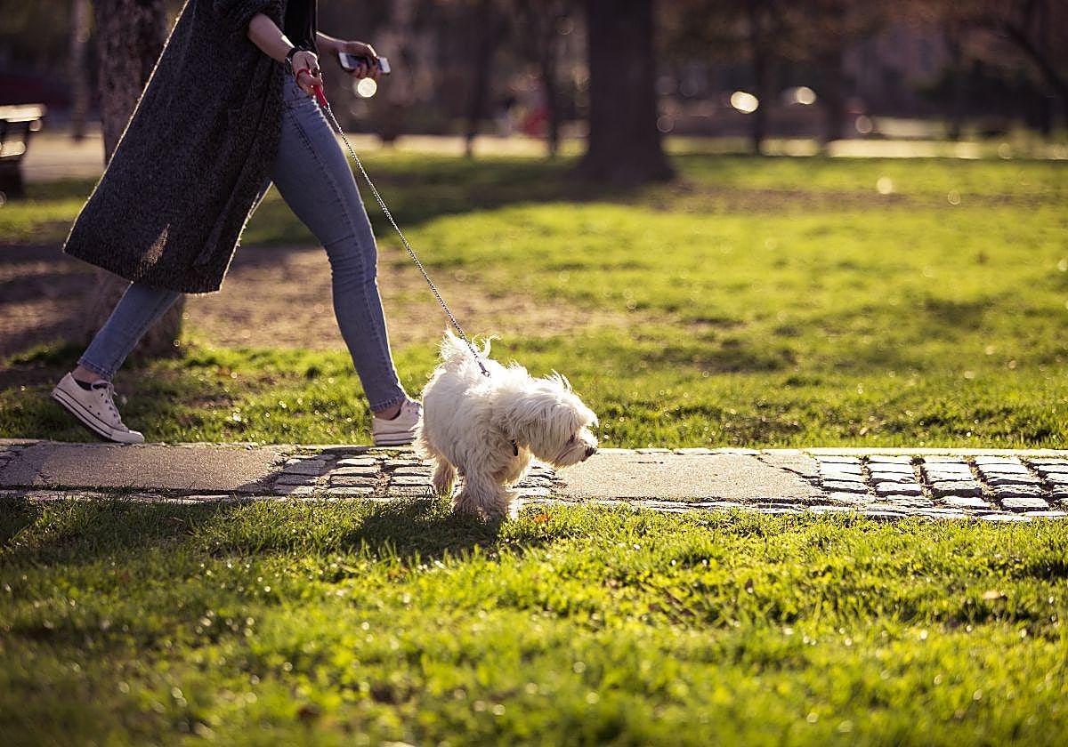 «Tienen licencia para molestar a las tres de la madrugada»: indignación en San Sebastián por el vacío legal con los perros en la calle