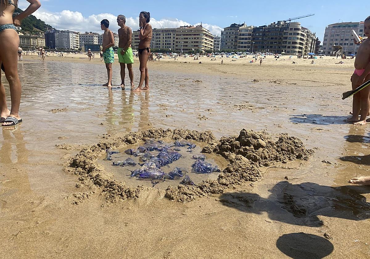 Llegan ejemplares de carabelas portuguesas cada vez más grandes a las playas de Gipuzkoa