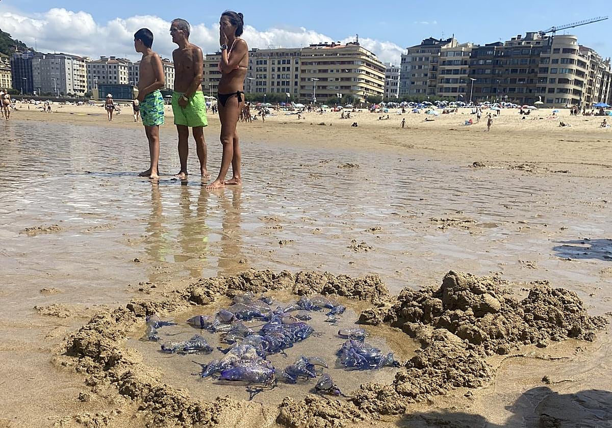 La llegada masiva de carabelas portuguesas deja un centenar de picaduras leves en un día en las playas de Donostia
