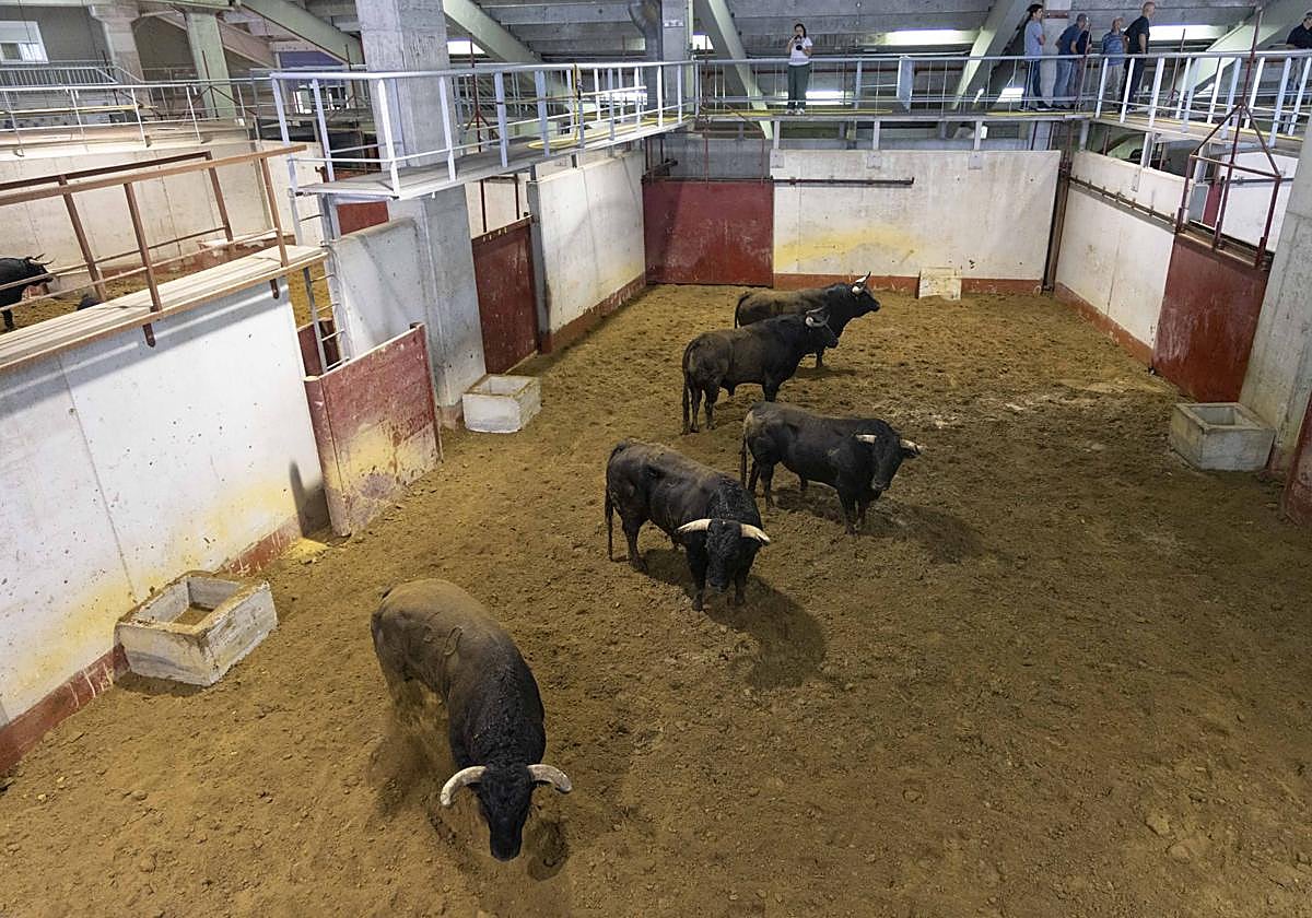 Ya están los toros en los corrales