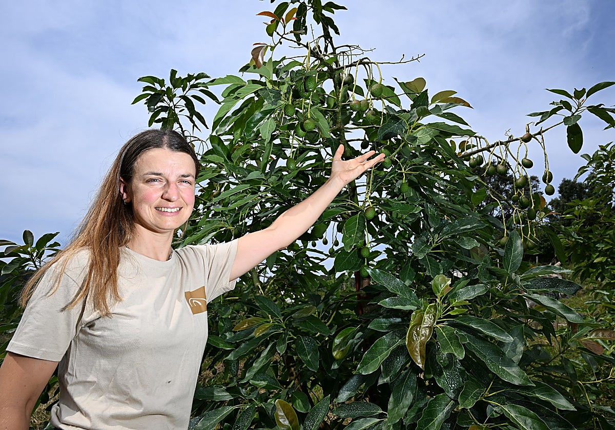 Agurtzane Subijana, productora en Getaria: «El aguacate de supermercado sabe a agua; el que cultivamos en Gipuzkoa es más cremoso»