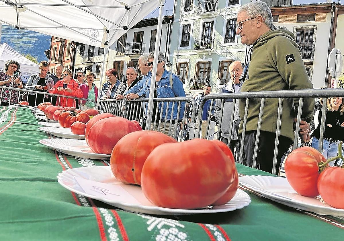 Los tomates antiguos de Aretxabaleta y de Mendigorría se darán la mano