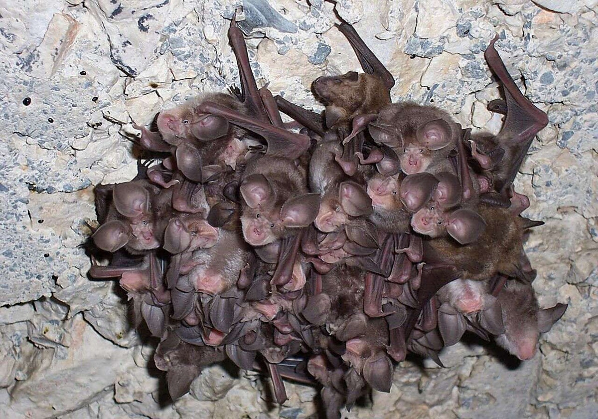 Listorreta propone descubrir el fascinante mundo de los murciélagos