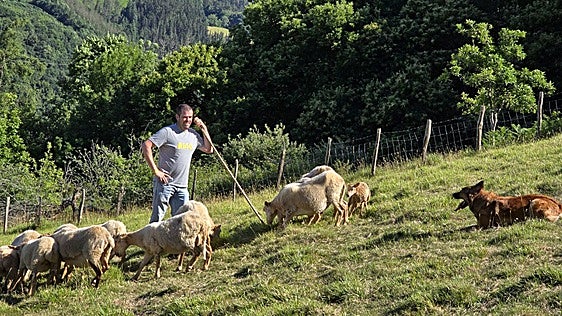 Un urretxuarra aprendiz de pastor en el Campeonato de Perros Pastor de Gipuzkoa