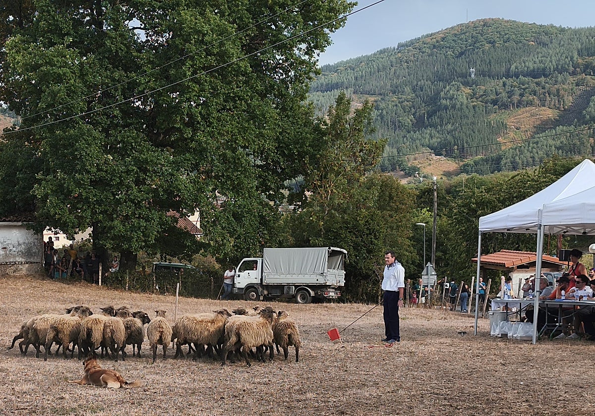 Mikel Calderón logra el cuarto puesto en el Campeonato de Perros Pastor de Gipuzkoa con 'Sua'