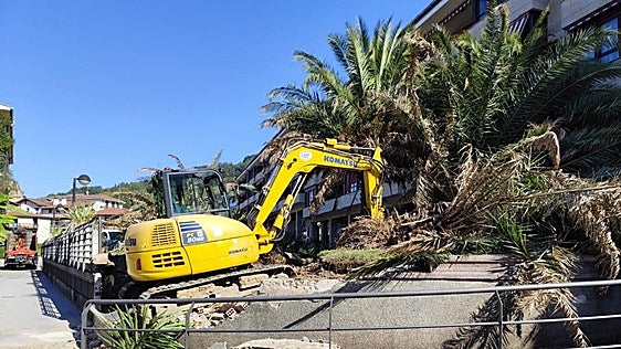 Euskal Herria plazako palmondoak kendu dira aparkalekuko hezetasun arazo larriengatik