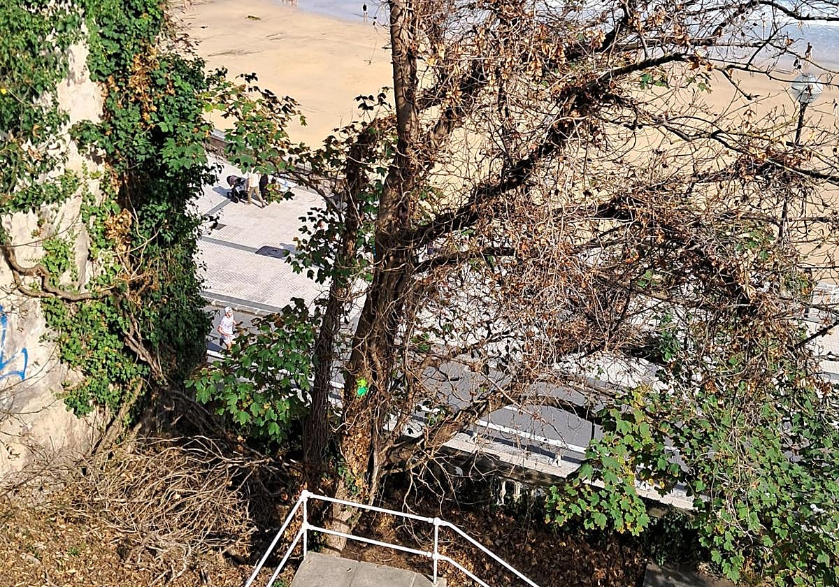 Sirimiri: Un árbol «podrido» que supone un riesgo en Miraconcha