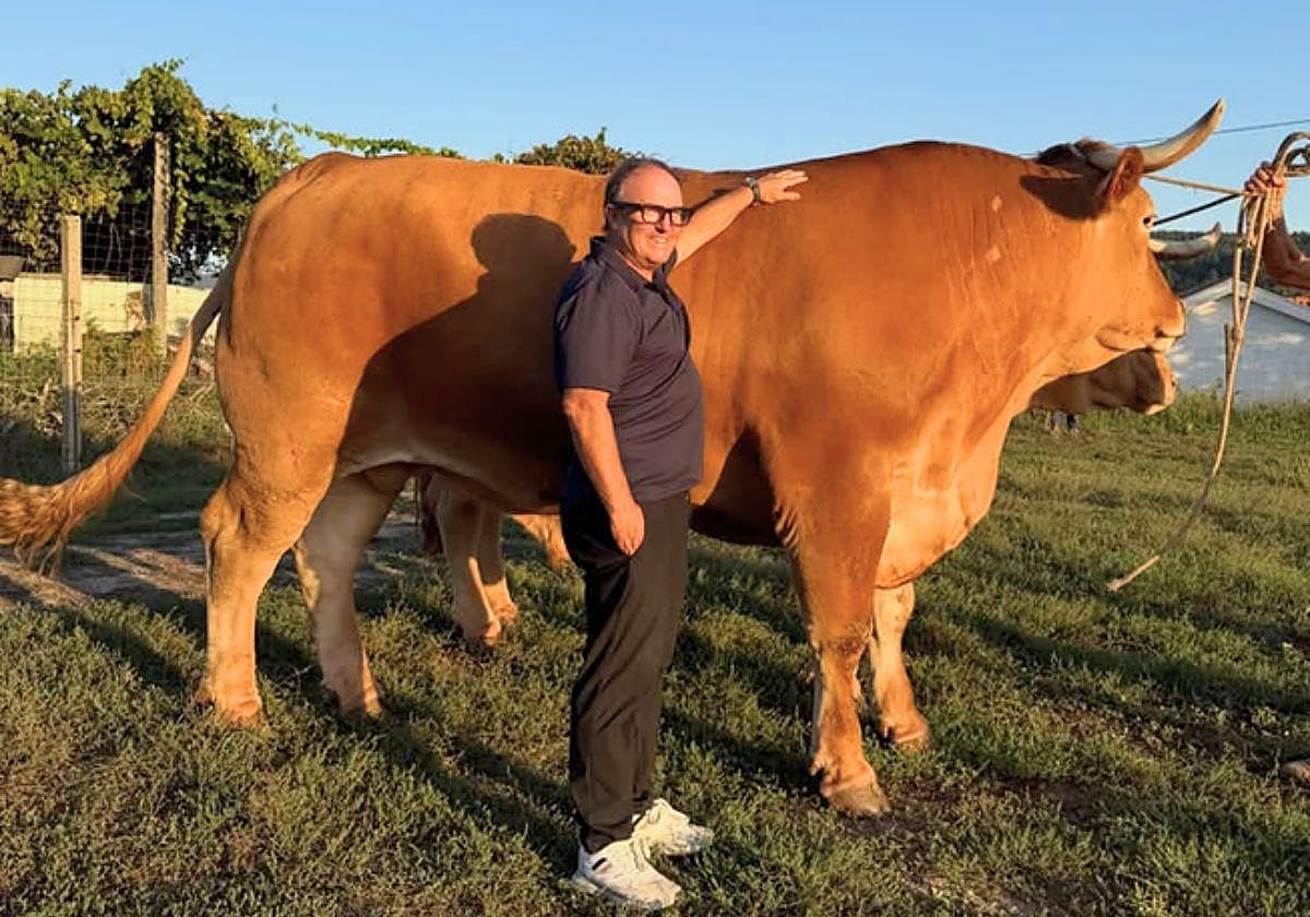 Pesan 4.500 kilos entre los dos: así son los espectaculares bueyes de raza Minhota que acaban de llegar a Zarautz