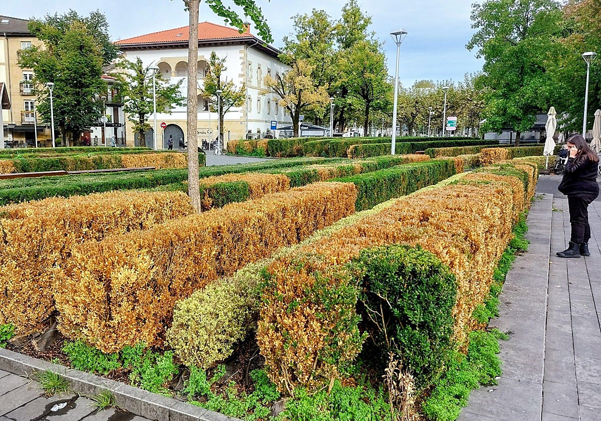 El cambio climático lleva al servicio de Jardinería de Irun a replantearse la flora urbana