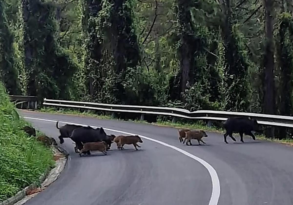 Herido un motorista en Igeldo tras cruzarse un jabalí en la carretera