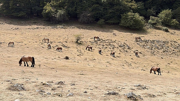 Trotarie, guardián del desierto de Aralar