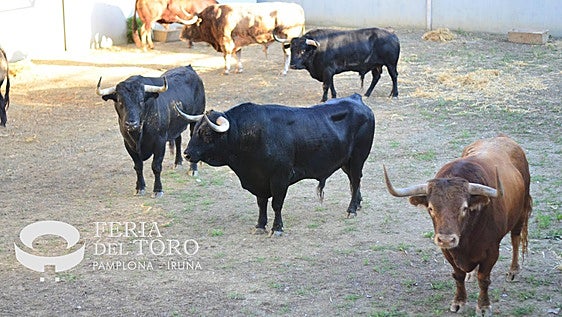 Así son los Victoriano del Río que correrán el tercer encierro de San Fermín