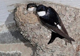 Eraikinen birgaitzeak eta babestutako hegaztien habiak bateragarri egiteko jardunaldia antolatu du Aranzadik.