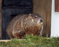 La marmota de Punxsutawney augura un invierno largo