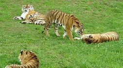 Tres de los tigres del Parque de la Naturaleza de Cabárceno llegados de Alicante. / T. Cobo