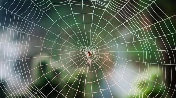 La seda de araña ya forma parte de champús y cremas cosméticas