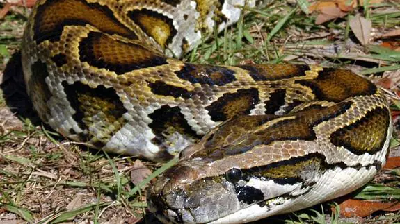 Imagen de una serpiente pitón 