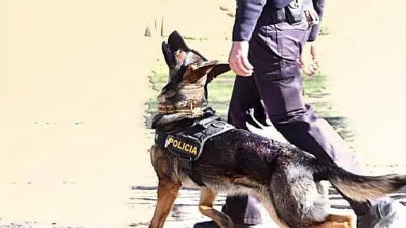 Un guía canino de la policía camina junto a uno de los perros.