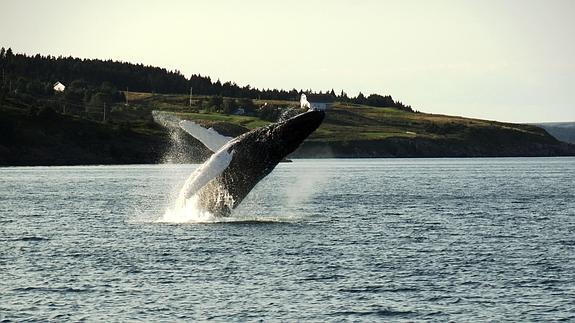 Una ballena en aguas de Canadá.