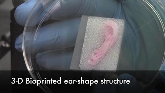 Imagen del modelo de oreja en 3D del Instituto Wake Forest School of Medicine.