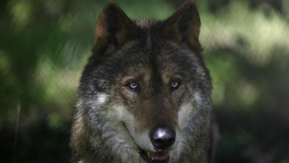 Lobo no es el único sustantivo animal utilizado como nombre | El Diario  Vasco