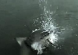 Un tiburón arrebata un pez ya pescado fuera del agua