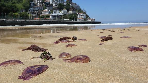 Medusas en la playa de Ondarreta de Donostia, durante el verano del año pasado.