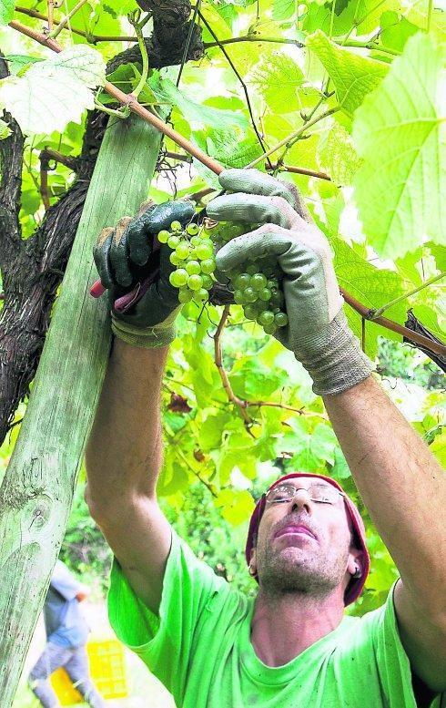 Durante estos días cerca de 500 personas se encargan de recoger las uvas, que se encuentran en su momento óptimo.