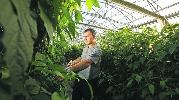 Xabier Alberro, ayer en Astigarraga recogiendo guindillas, un producto más propio del verano.