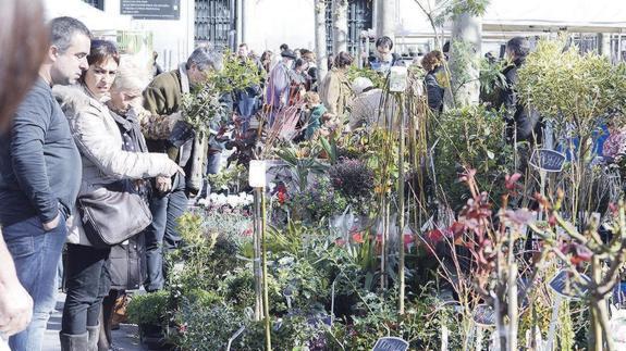 La primera feria extraordinaria del año, dedicada a árboles y plantas | El  Diario Vasco