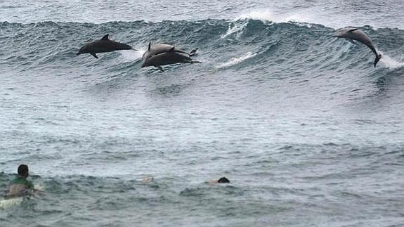 Delfines, los reyes de las olas