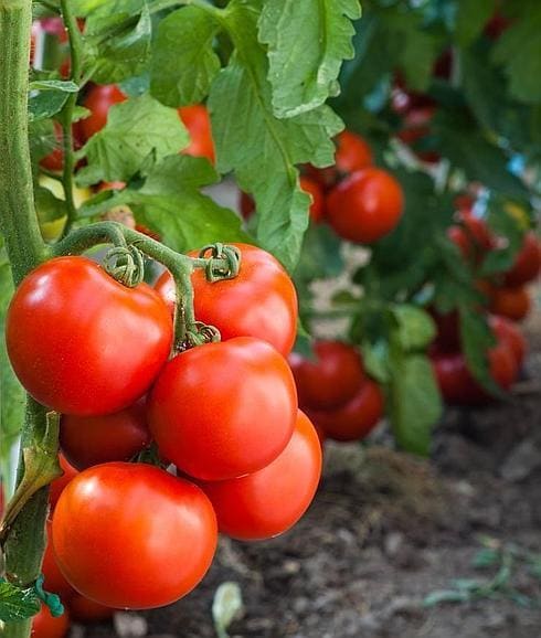 Euskadin gehien kontsumitzen den landarea da tomatea