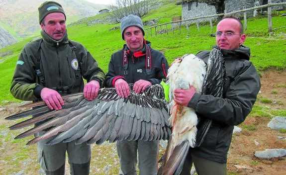 Los guardas forestales Mikel Olano y Javier Vázquez, y el ayudante Félix Díez, sostienen a 'Kiriku' tras colocarle el emisor. 