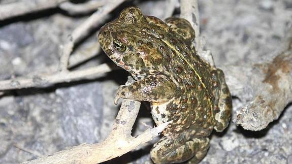 Apo lasterkaria desagertze arriskuan da Euskal Herrian.