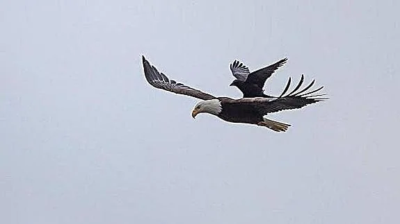 Un cuervo se sube a un águila en pleno vuelo | El Diario Vasco