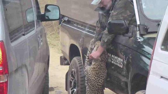 El guía es atacado por el leopardo.