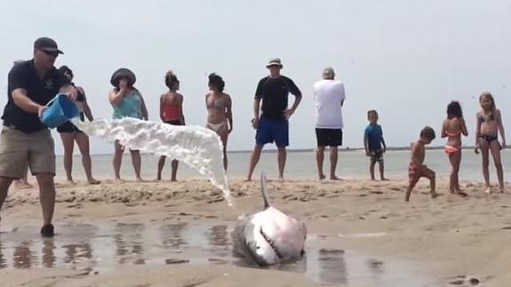 Salvan a un tiburón blanco que quedó varado en la arena más de tres horas