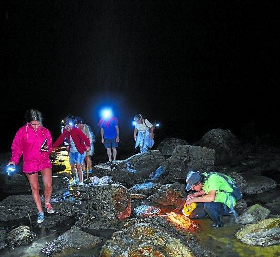 Babosas, kabuxas, pulpos, cangrejos, actinias rojas o estrellas de mar al aire libre para el visitante. ::