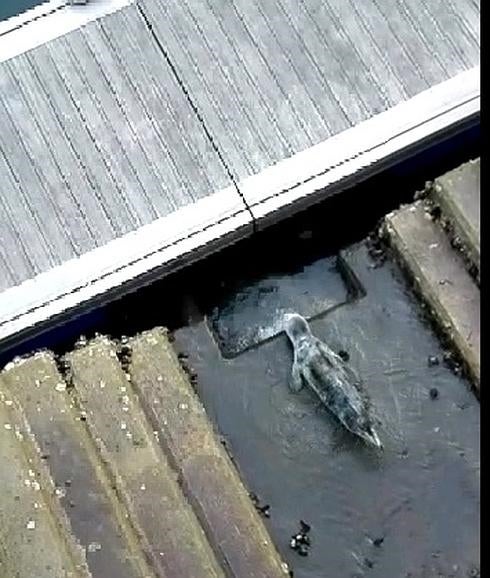 Aparece una foca cerca de la ría y el puerto de Ondarroa
