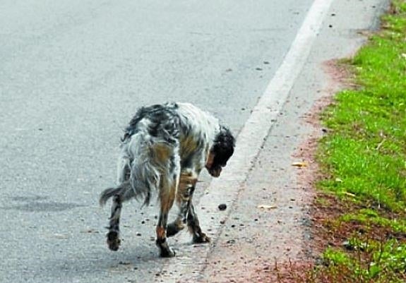 Los perros sueltos han solido acarrear más de un problema. 