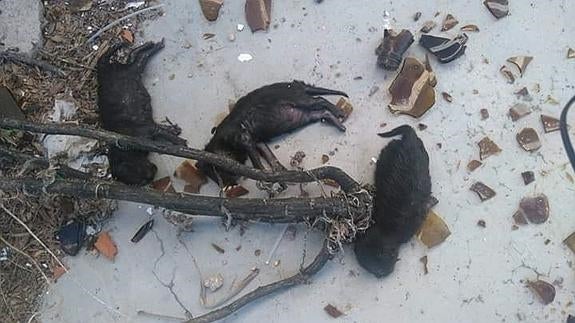 Imagen de los tres cachorros muertos difundida por la Asociación Activistas DHE de Puertollano